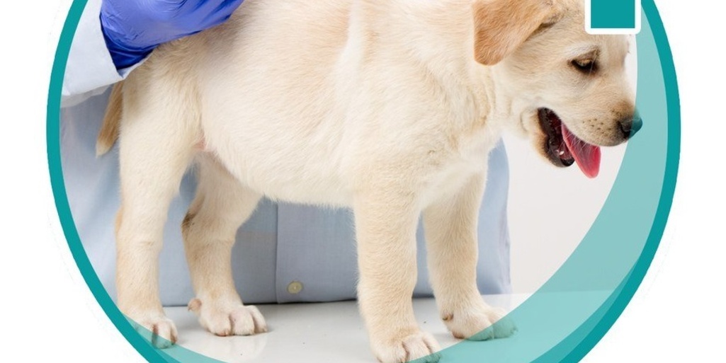 Вакцинация собак и кошек против бешенства 
