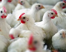 Южное межрегиональное управление Россельхознадзора информирует  о неблагоприятной эпизоотической обстановке по гриппу птиц на территории Ростовской области.