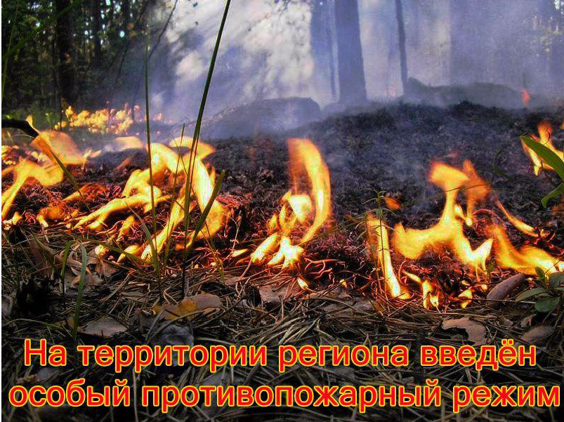 О начале пожароопасного сезона в лесах, расположенных на территории города Севастополя