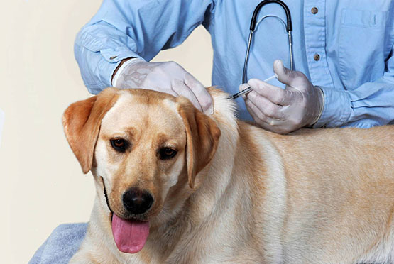 В Ленинском муниципальном округе пройдет вакцинация собак и кошек